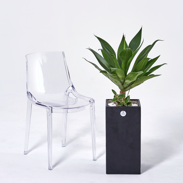 꽃집청년들,아가베 모던라인