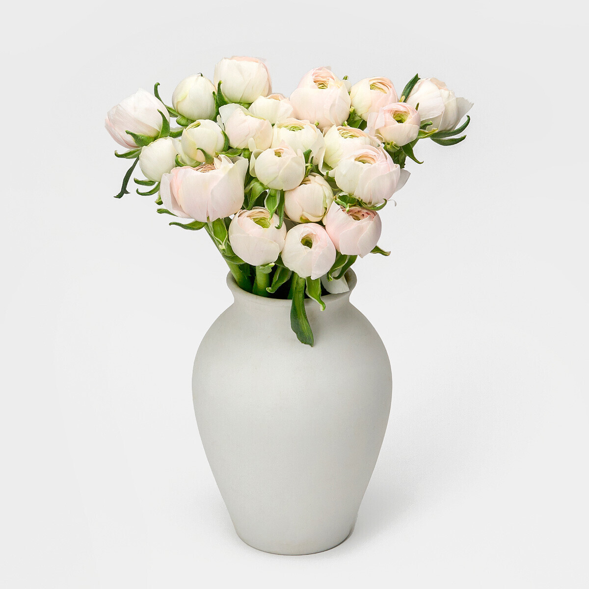 꽃집청년들,라넌큘러스 하노이 5대