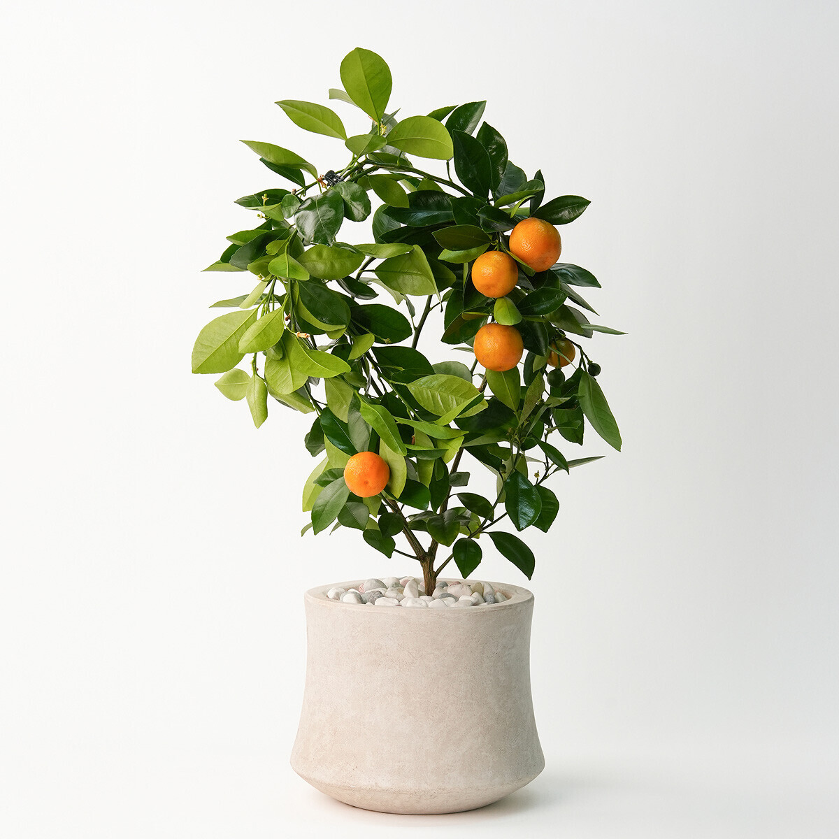 꽃집청년들,라임오렌지(서울한정)