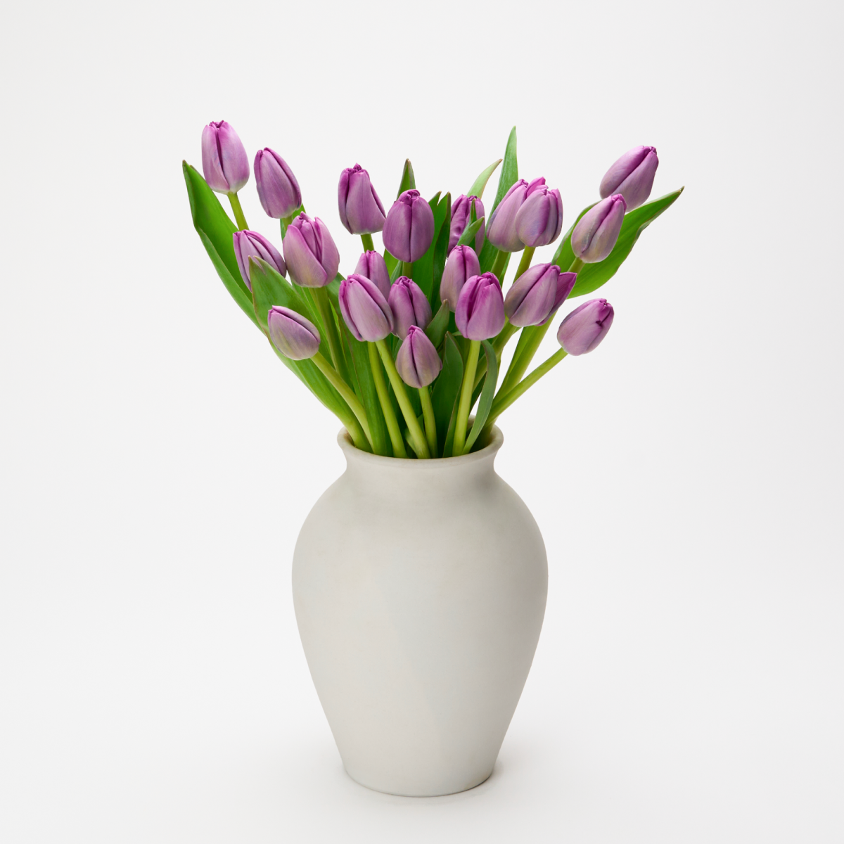 꽃집청년들,보라 튤립 5대