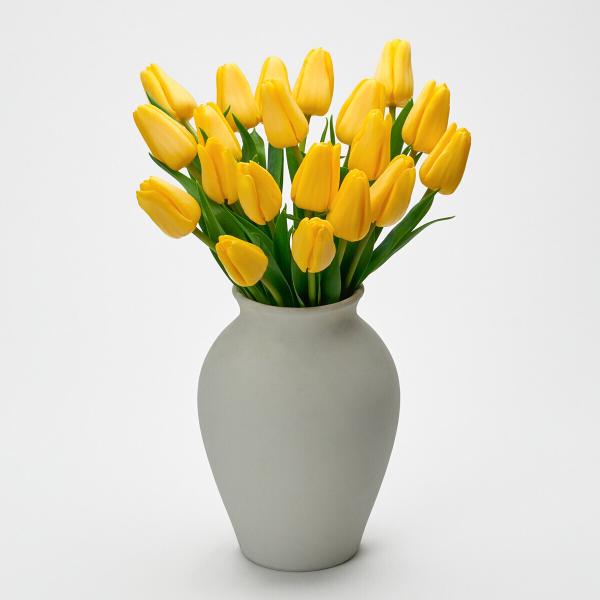 옐로우 튤립 5대