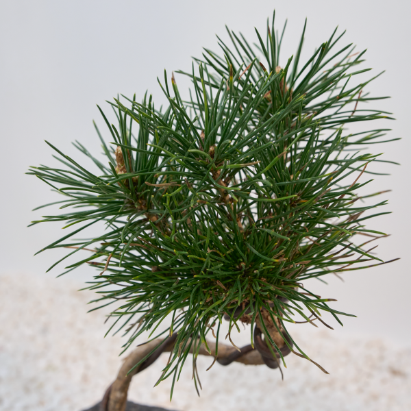 꽃집청년들,소나무 분재 고급분(서울한정)