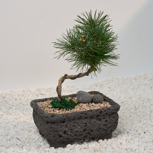 꽃집청년들,소나무 분재 고급분(서울한정)