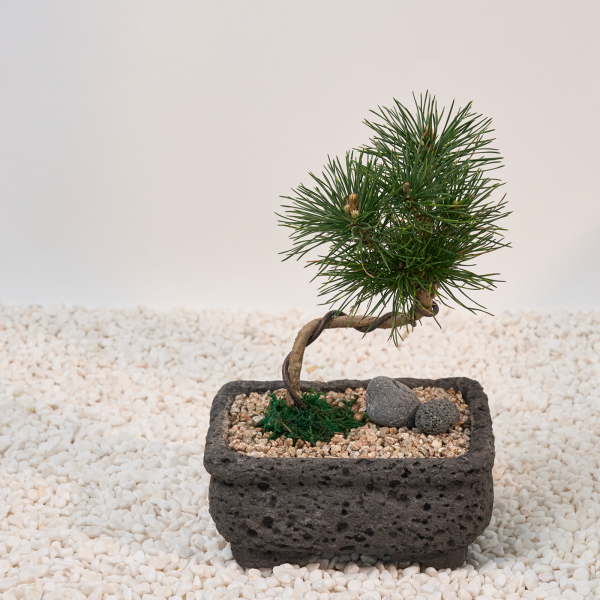 꽃집청년들,소나무 분재 고급분(서울한정)