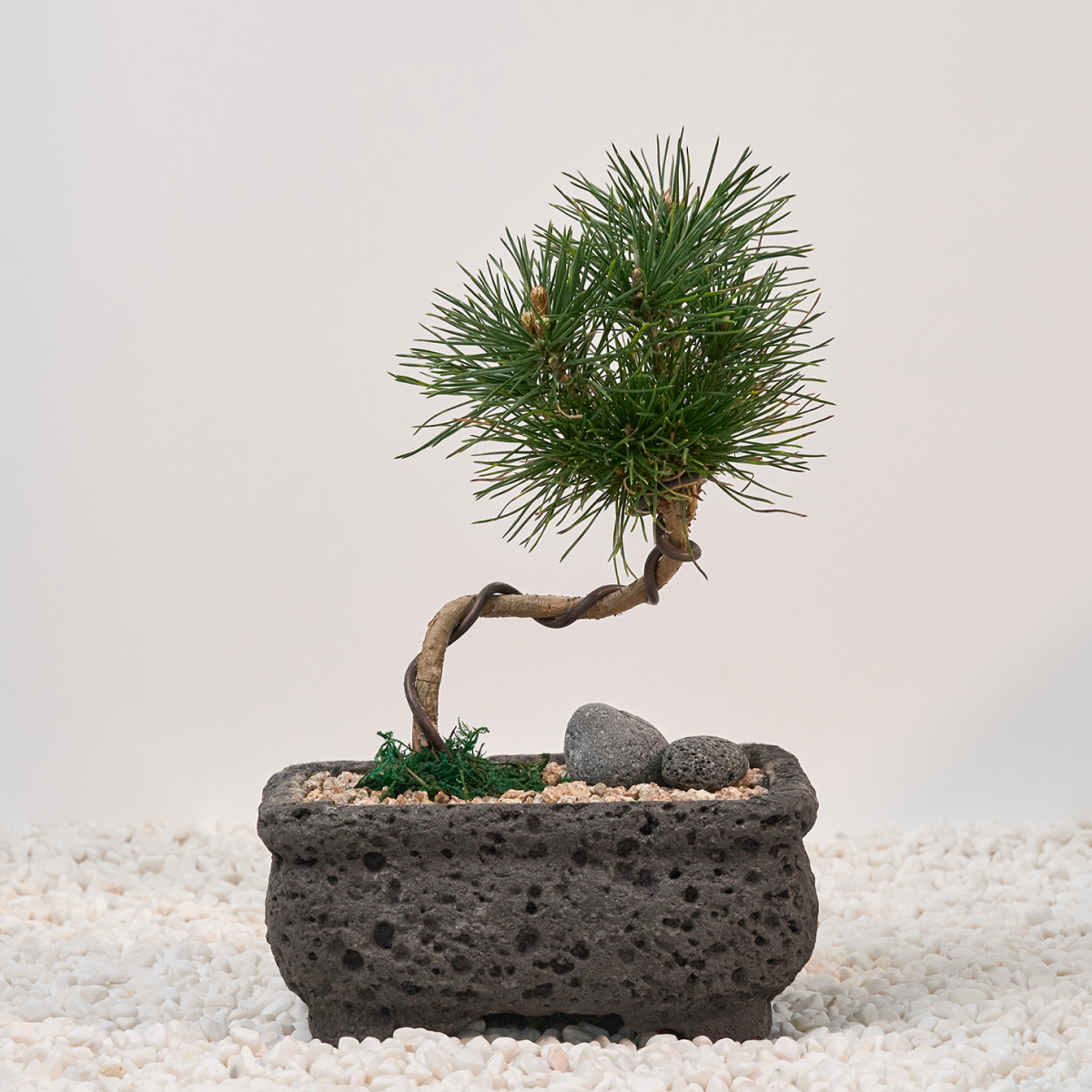 꽃집청년들,소나무 분재 고급분(서울한정)