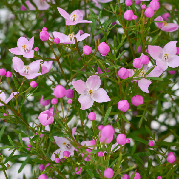 꽃집청년들,보로니아 피나타(서울한정)