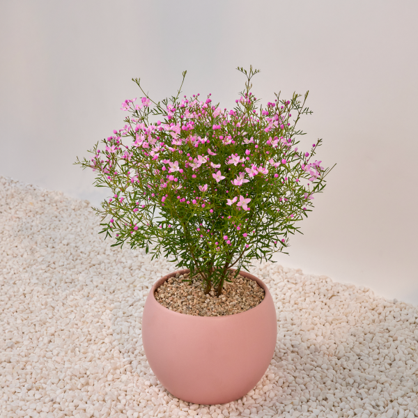 꽃집청년들,보로니아 피나타(서울한정)