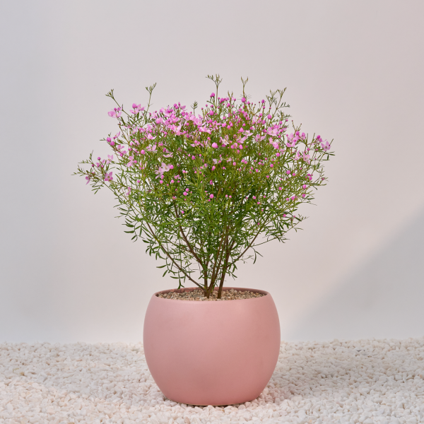 꽃집청년들,보로니아 피나타(서울한정)