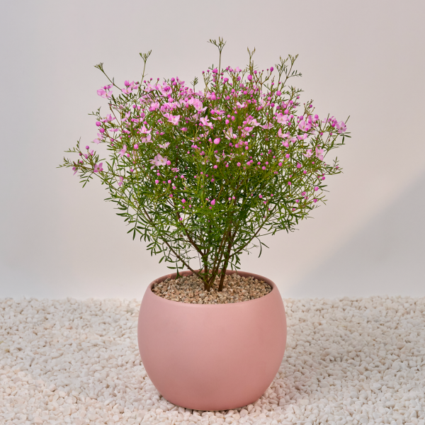 꽃집청년들,보로니아 피나타(서울한정)