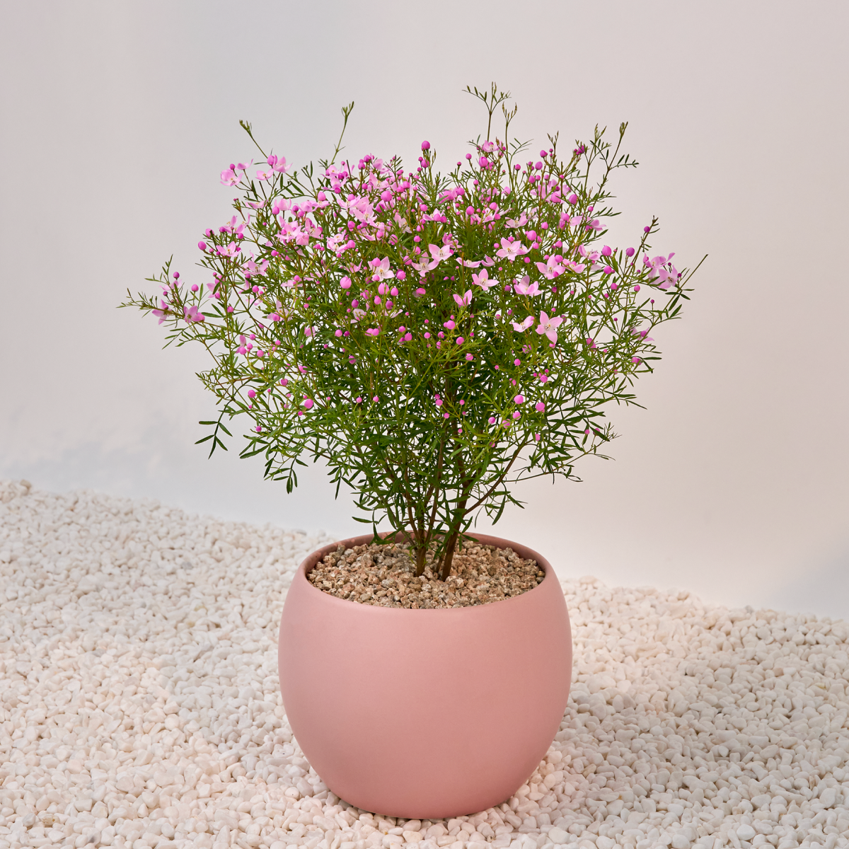 꽃집청년들,보로니아 피나타(서울한정)