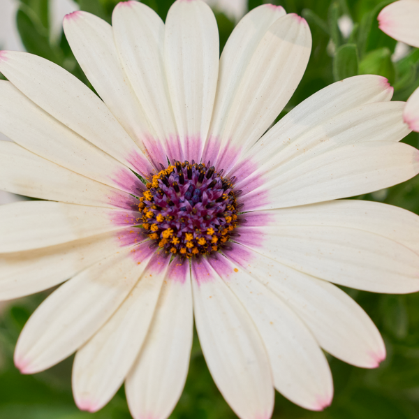 꽃집청년들,데모르(서울한정)