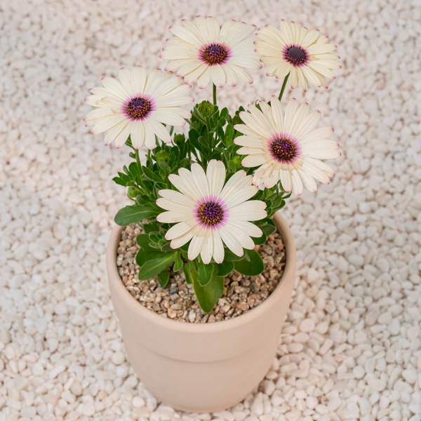 꽃집청년들,데모르(서울한정)