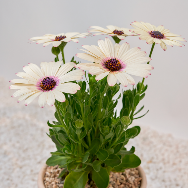 꽃집청년들,데모르(서울한정)