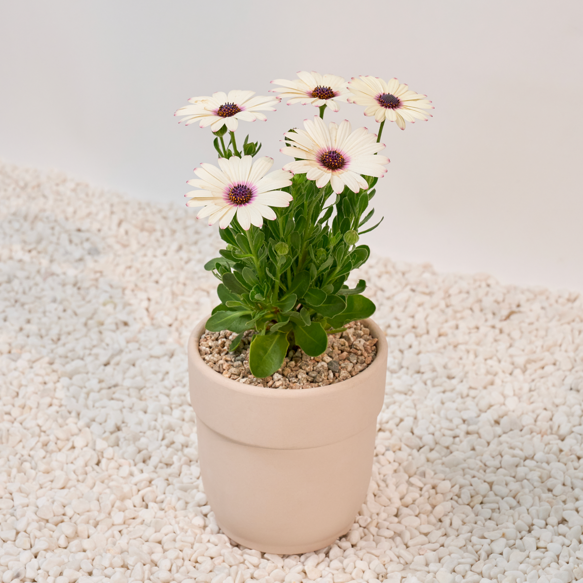 꽃집청년들,데모르(서울한정)