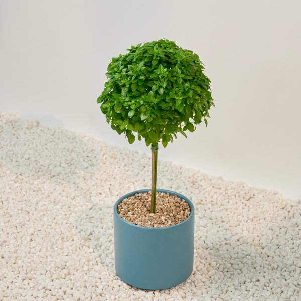 꽃집청년들,바질트리(서울한정)