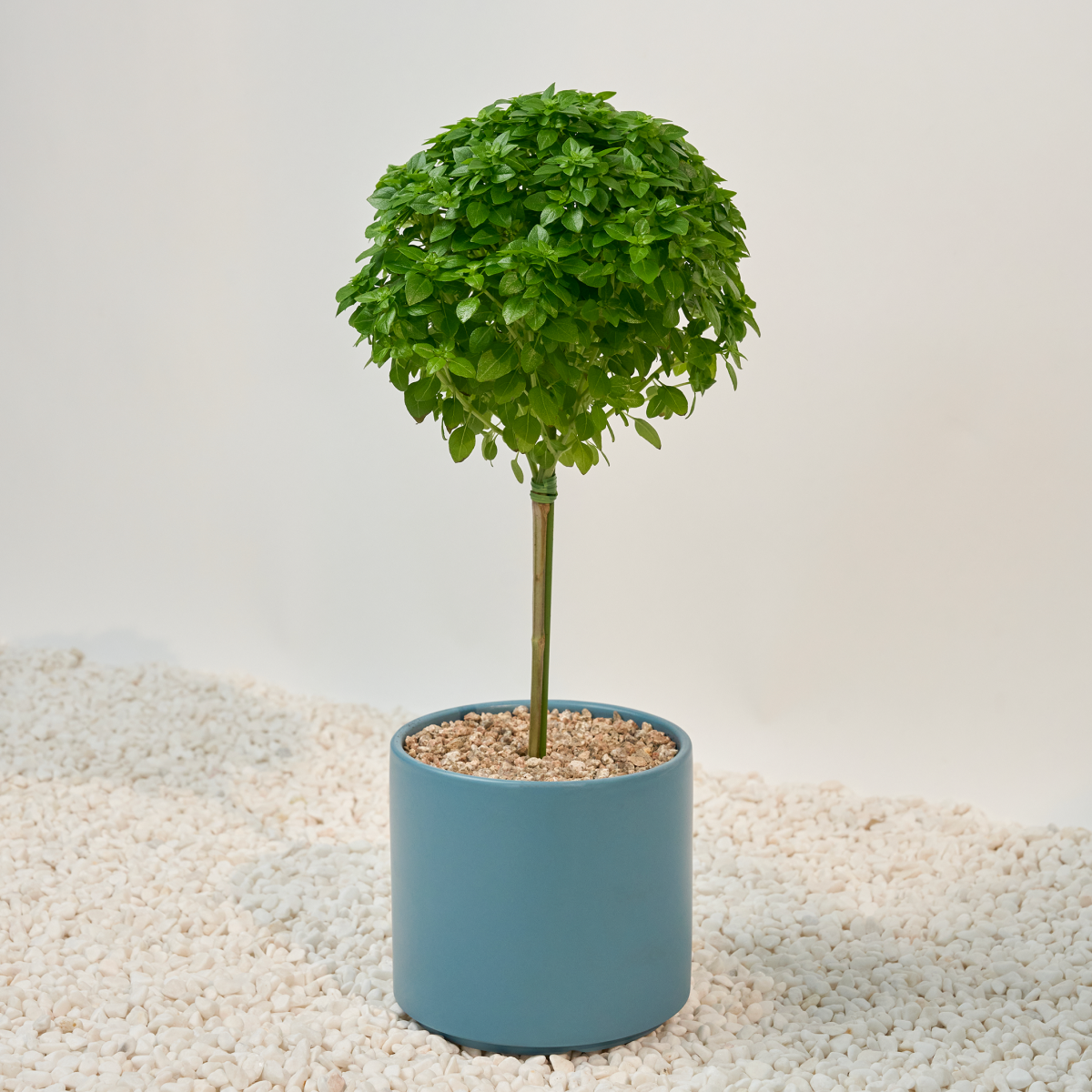 꽃집청년들,바질트리(서울한정)