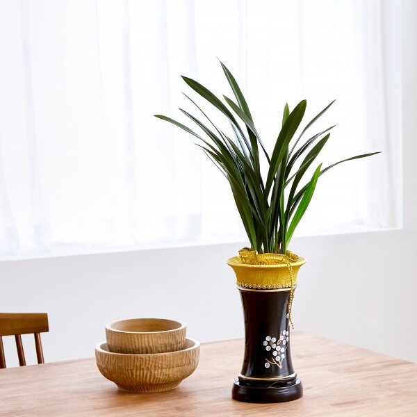 꽃집청년들,고민NO 동양란-동