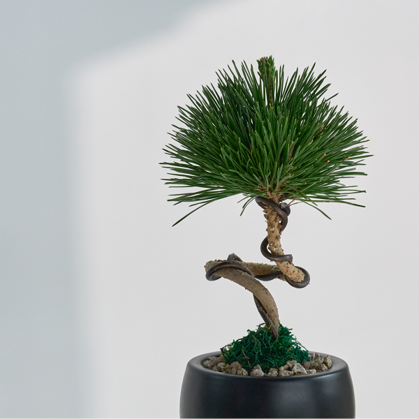 꽃집청년들,미니 소나무 분재_블랙