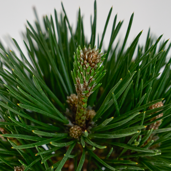 꽃집청년들,미니 소나무 분재_블랙