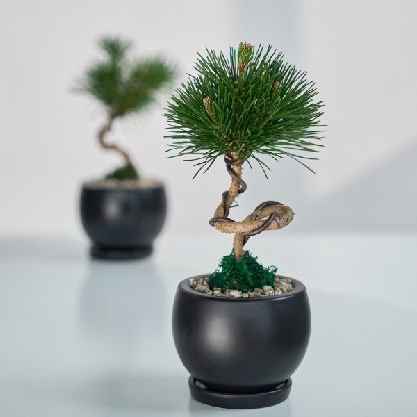 꽃집청년들,미니 소나무 분재_블랙