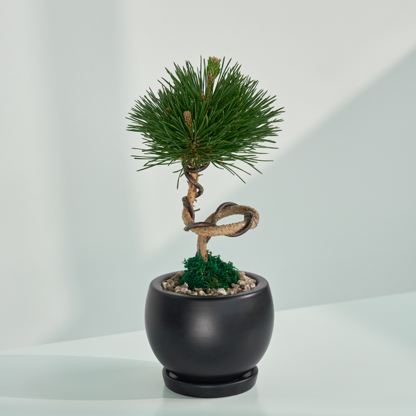 꽃집청년들,미니 소나무 분재_블랙