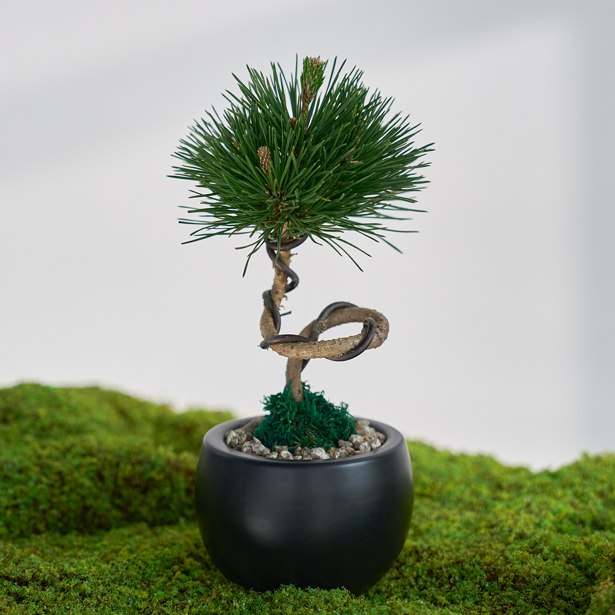 꽃집청년들,미니 소나무 분재_블랙