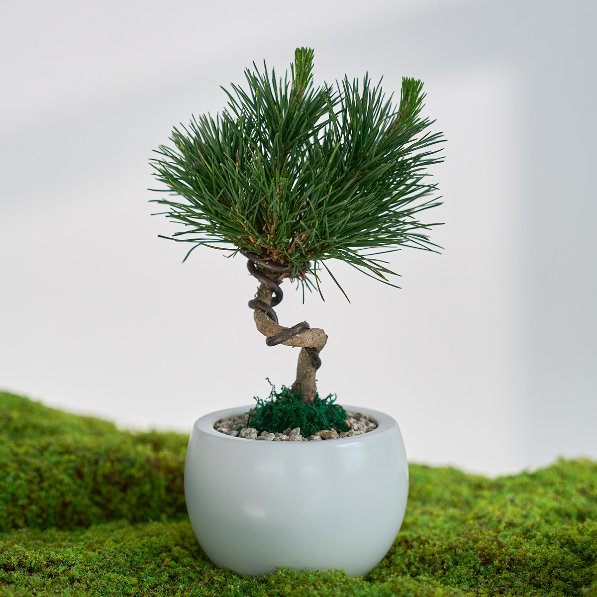 꽃집청년들,미니 소나무 분재_화이트