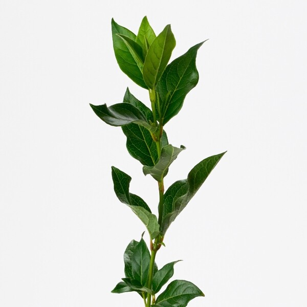 꽃집청년들,레몬트리 5대