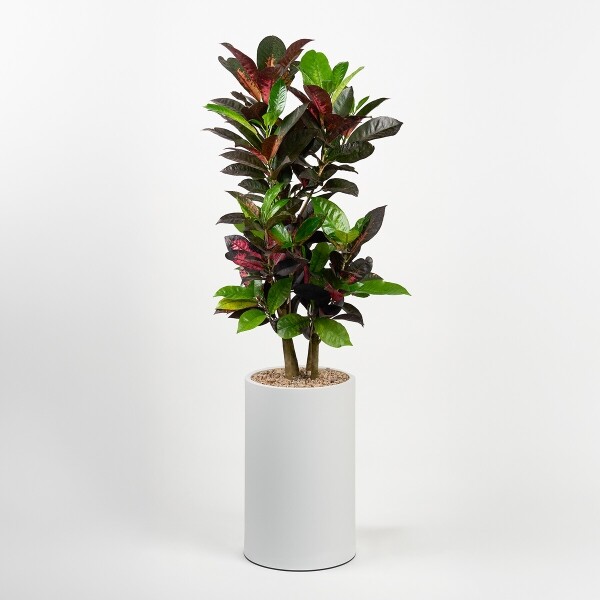 꽃집청년들,크로톤 클래식