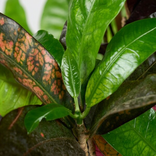 꽃집청년들,크로톤 클래식