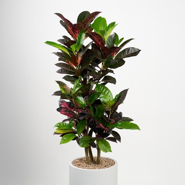 꽃집청년들,크로톤 클래식