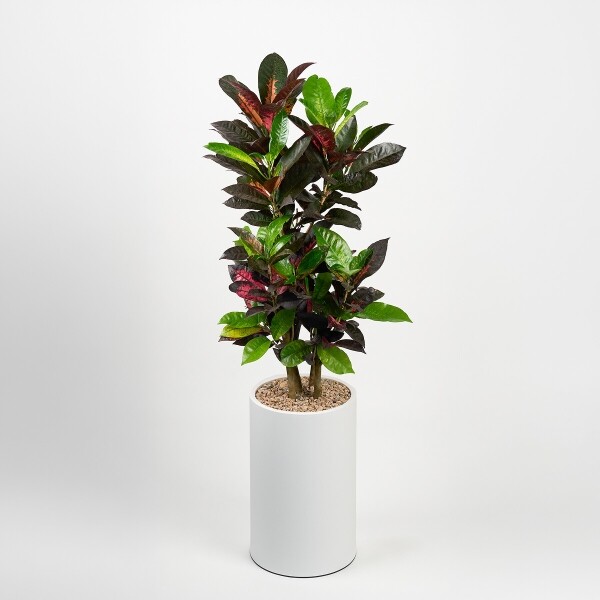 꽃집청년들,크로톤 클래식