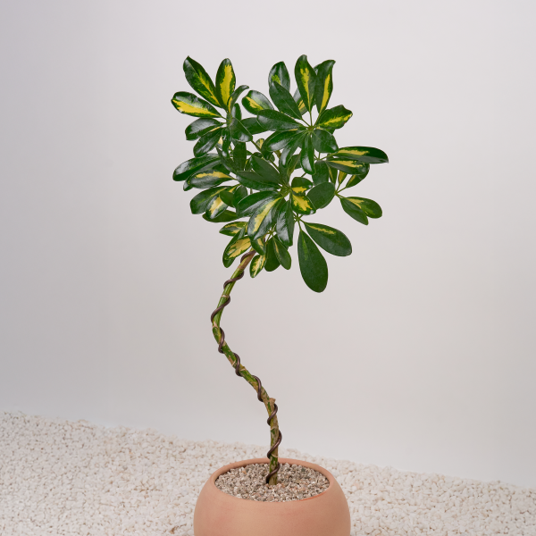 꽃집청년들,무늬 홍콩야자 쉐프렐라(서울한정)