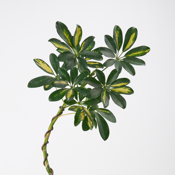 꽃집청년들,무늬 홍콩야자 쉐프렐라(서울한정)