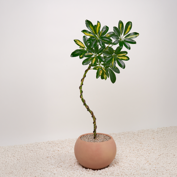 꽃집청년들,무늬 홍콩야자 쉐프렐라(서울한정)