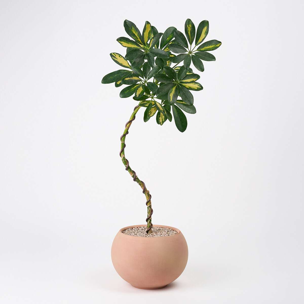 꽃집청년들,무늬 홍콩야자 쉐프렐라(서울한정)