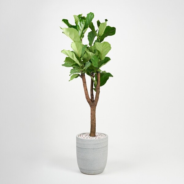 꽃집청년들,떡갈고무나무(서울한정)