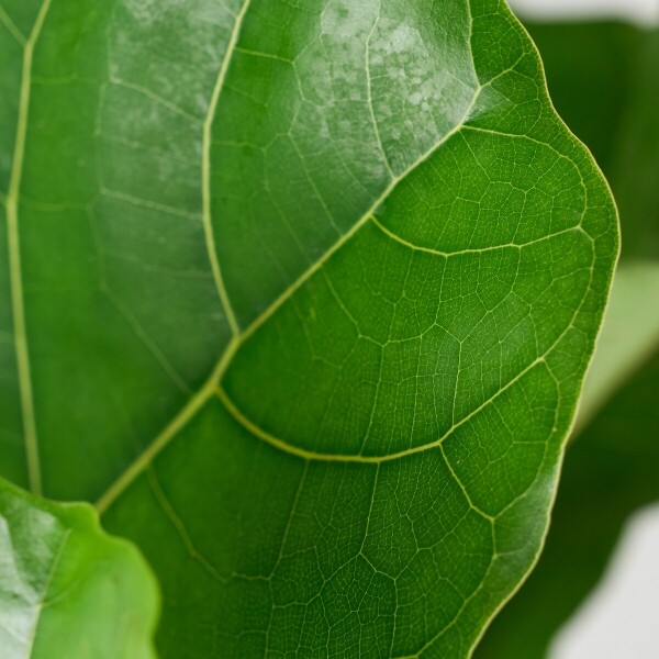 꽃집청년들,떡갈고무나무(서울한정)