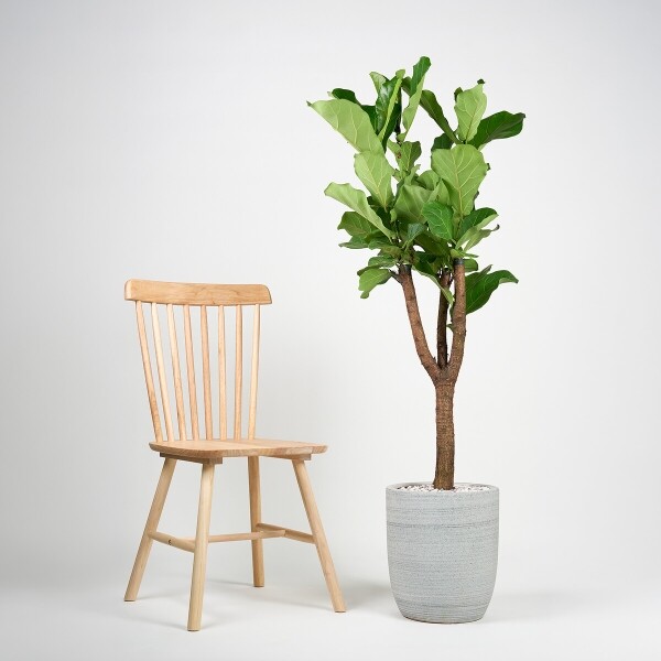 꽃집청년들,떡갈고무나무(서울한정)