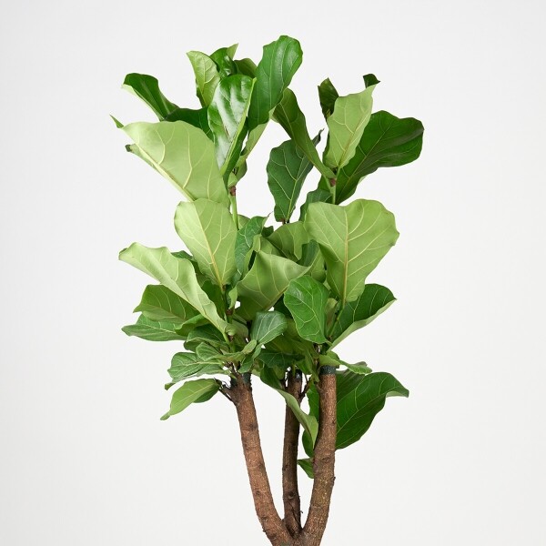 꽃집청년들,떡갈고무나무(서울한정)