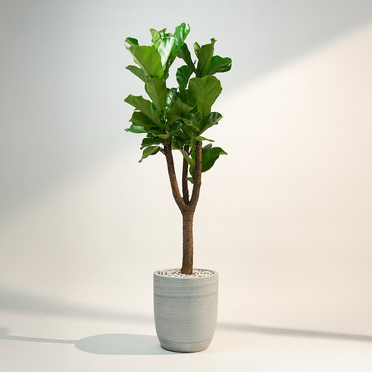 꽃집청년들,떡갈고무나무(서울한정)