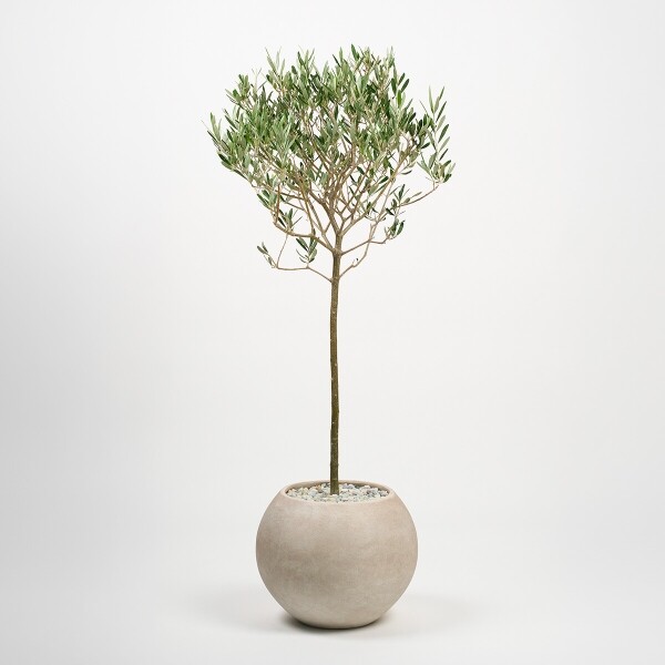 꽃집청년들,올리브(서울한정)