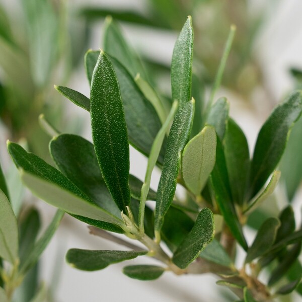 꽃집청년들,올리브(서울한정)