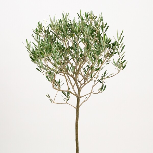 꽃집청년들,올리브(서울한정)