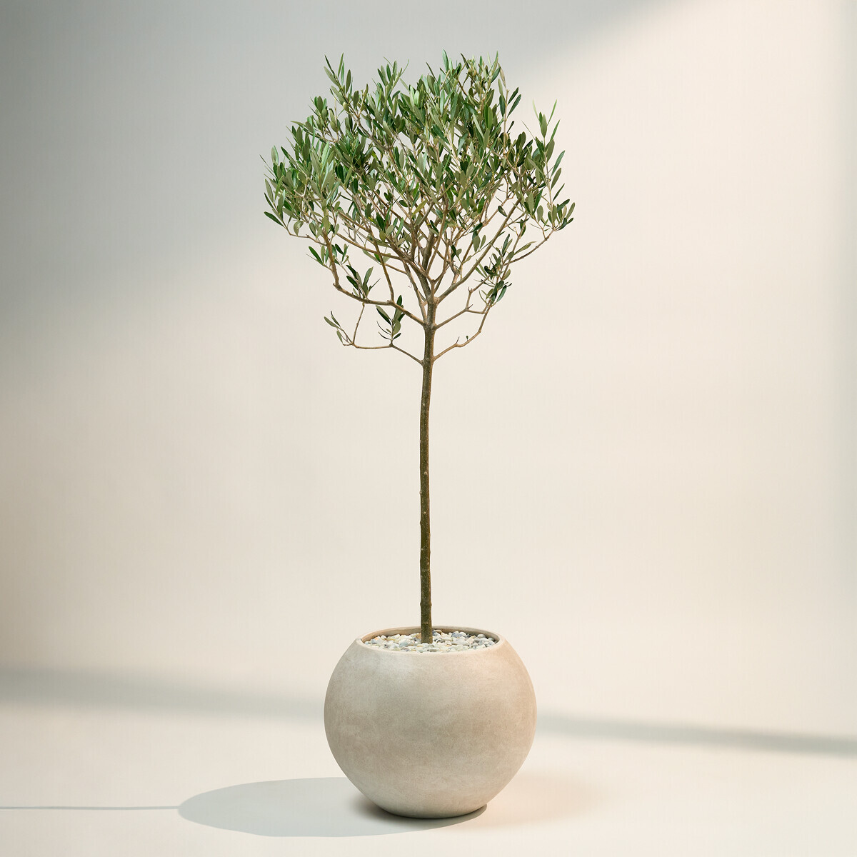 꽃집청년들,올리브(서울한정)