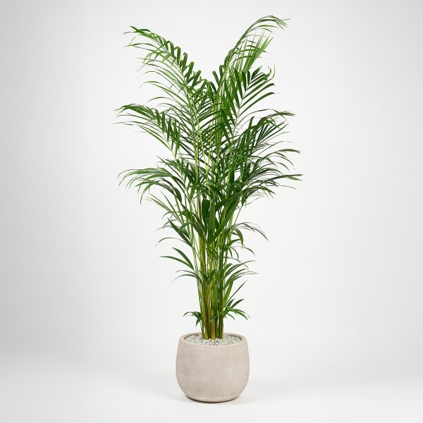 꽃집청년들,아레카야자(서울한정)