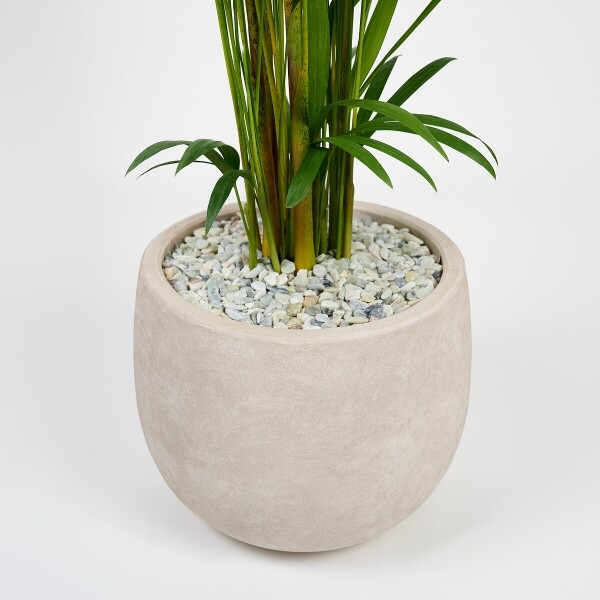 꽃집청년들,아레카야자(서울한정)