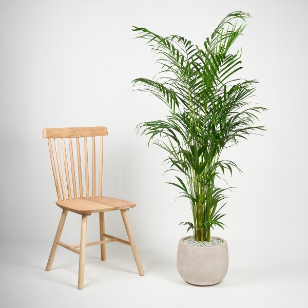 꽃집청년들,아레카야자(서울한정)