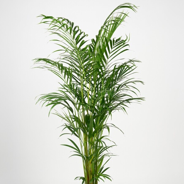 꽃집청년들,아레카야자(서울한정)