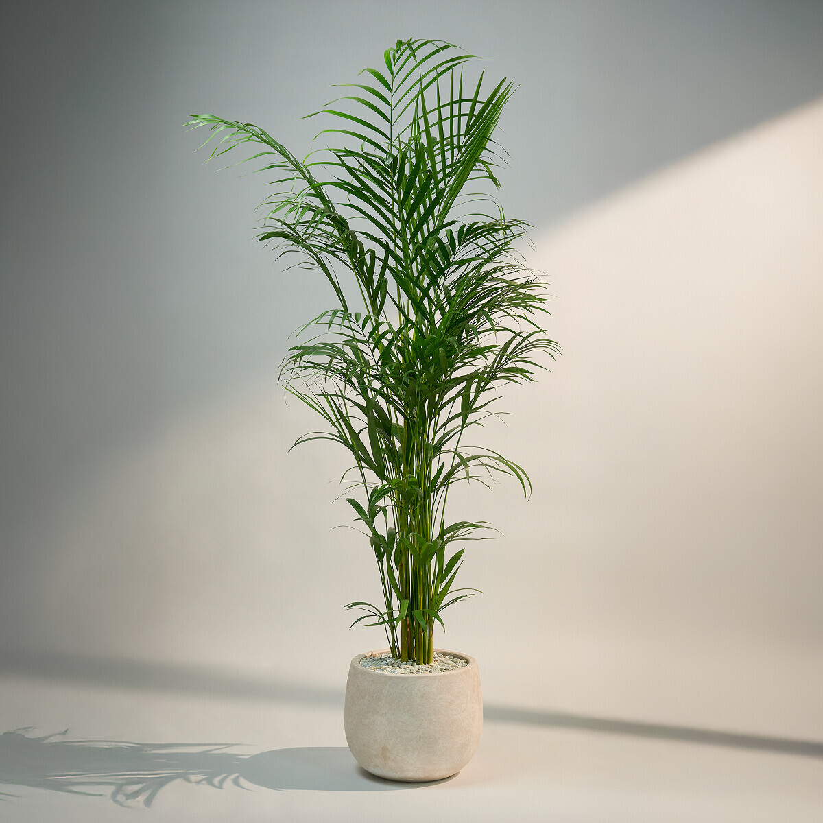 꽃집청년들,아레카야자(서울한정)